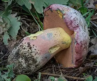 Le Bolet joli (Rubroboletus pulchrotinctus)
