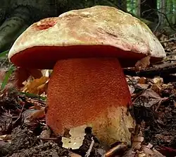 Le Bolet rouge et jaune (Rubroboletus rhodoxanthus)