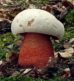 Le Bolet rouge et jaune (Rubroboletus rhodoxanthus), toxique.