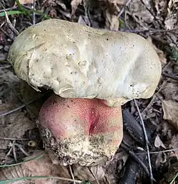 Chapeau blanchâtre, blanc mastic.