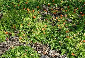 Description de l'image Rubus-xanthocarpus-habitus.JPG.