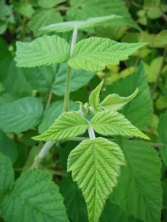Description de cette image, également commentée ci-après