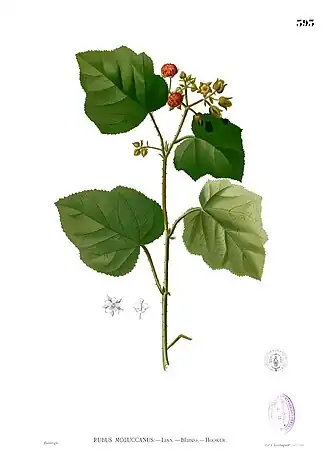 Description de l'image Rubus moluccanus Blanco2.393.jpg.