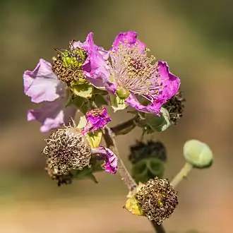 Fleur et boutons, à Vias dans l'Hérault, en France.