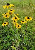 Rudbeckia hirta (Rudbéckies hérissées) dans un champ au Sud du Québec.