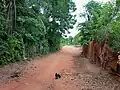 Rue d'accès au sanctuaire des singes de Dragbo Gbo à Togba