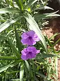 Ruellia simplex aux feuilles lancéolées.