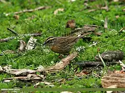 Photographie d'un Accenteur à poitrine rousse au sol, entouré de morceaux de bois et de plantes basses, scrutant autour de lui.