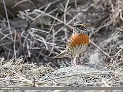 Photographie d'un Accenteur à poitrine rousse de face.
