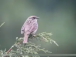 Photographie d'un Accenteur à poitrine rousse vu de dos.
