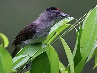 Description de l'image Rufous-crowned Babbler.jpg.