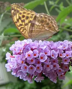 Tabac d’Espagne (Argynnis paphia) sur B. davidii.