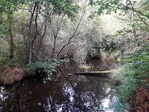 Ruisseau du Basque et sa ripisylve en amont de l'étang
