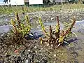 Rumex maritimus