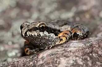 Description de l'image Rupirana cardosoi 116271631.jpeg.