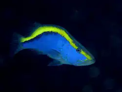 Aulacocephalus temminckii