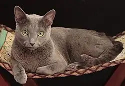 Bleu russe allongé sur une chaise