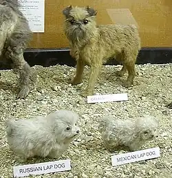 Jeunes chiens de poche