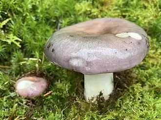 Description de cette image, également commentée ci-après