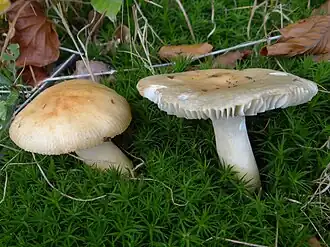 Description de cette image, également commentée ci-après