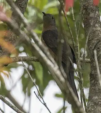 Description de l'image Rusty-breasted Cuckoo - Gunung Gede - West Java MG 3616 (29836207235) (cropped).jpg.
