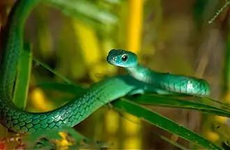 Description de l'image Rusty Whipsnake (Chironius scurrulus) juvenile (10406888686).jpg.