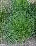 Canche cespiteuse (Deschampsia cespitosa)