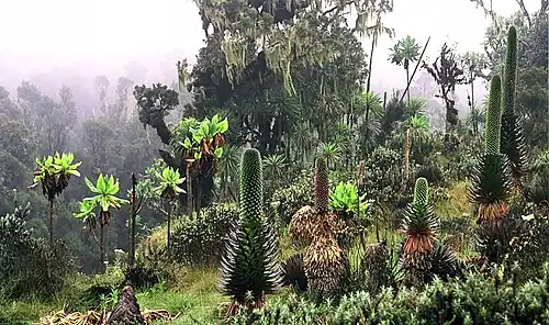 La «&nbsp;forêt de nuage&nbsp;» à très haute altitude se transforme peu à peu en prairies subalpines, comme ici à 3&nbsp;700&nbsp;m d'altitude, dans le massif du Rwenzori, en Ouganda.