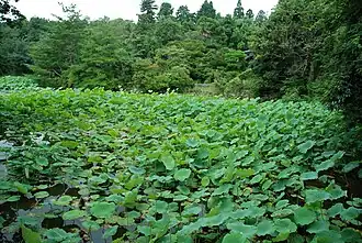 Lotus pas encore fleurisTemple de Ryōan-ji près de Kyoto au Japon.