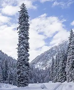 Pessière dans les Alpes autrichiennes.