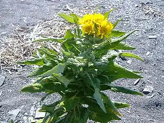 Description de cette image, également commentée ci-après