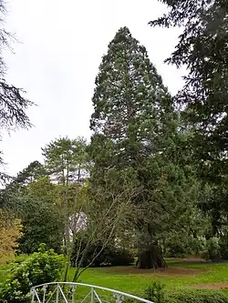 N° 82Séquoia géant.