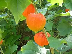 Amour-en-cage (Physalis alkekengi).