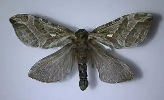 Description de cette image, également commentée ci-après