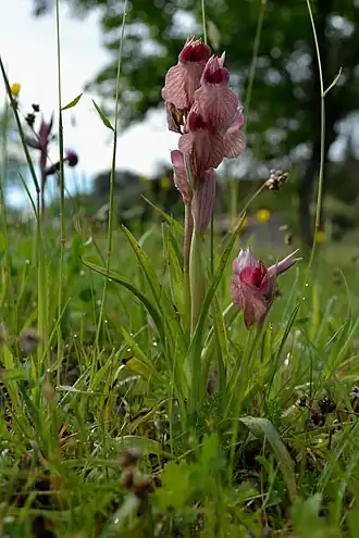 Description de cette image, également commentée ci-après