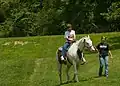Cheval tovero avec des traits phénotypiques d'overo et de tobiano.