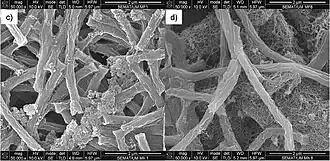 Description de l'image SEM of hydrogenotrophic methanogenic culture Methanospirillum hungatei.jpg.