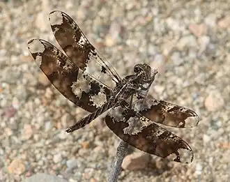 Description de l'image SKIMMER, FILIGREE (Pseudoleon superbus) (9-20-10) pat lake state park, scc, az -01 (5009419705).jpg.