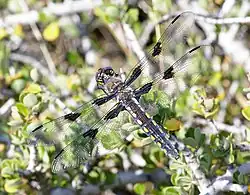 Libellula nodisticta