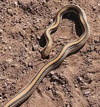 Description de l'image SNAKE, WESTERN PATCH-NOSED (Salvadora hexalepis) (10-26-11) san rafael grasslands, scc, az -01 (6284310236).jpg.