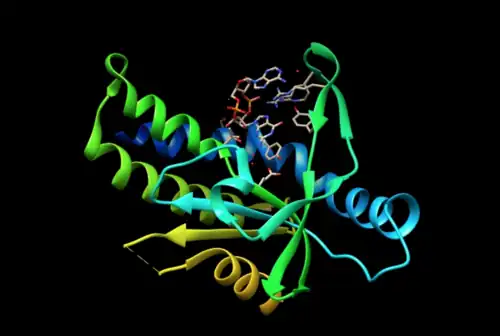 Protéine STING liée au GAMPc (en haut sur l'illustration) (PDB 4KSY).