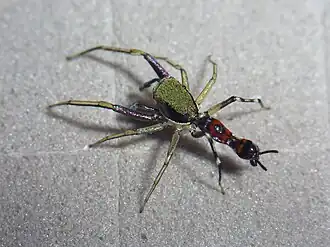 Description de l'image SWK12-3358 Orsima ichneumon male.jpg.