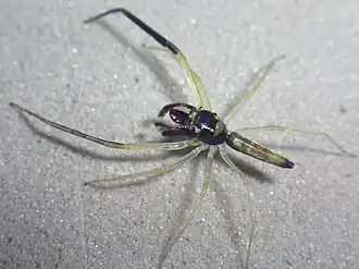 Description de l'image SWK12-4813 Orthrus male.jpg.