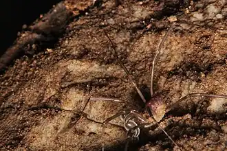 Description de l'image Sabacon occidentalis (10334202744).jpg.