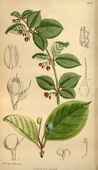 Description de l'image Sabia latifolia 146-8859.jpg.