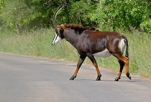 Hippotrague noir, femelle (Parc national Kruger, Afrique du Sud).