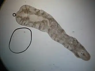 Description de cette image, également commentée ci-après