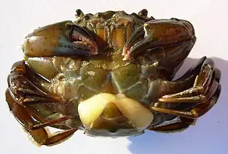 Sacculina carcini, une sacculine parasite sur le ventre d'un crabe.