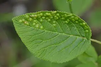 Description de cette image, également commentée ci-après