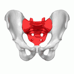 Sacrum représenté en rouge
